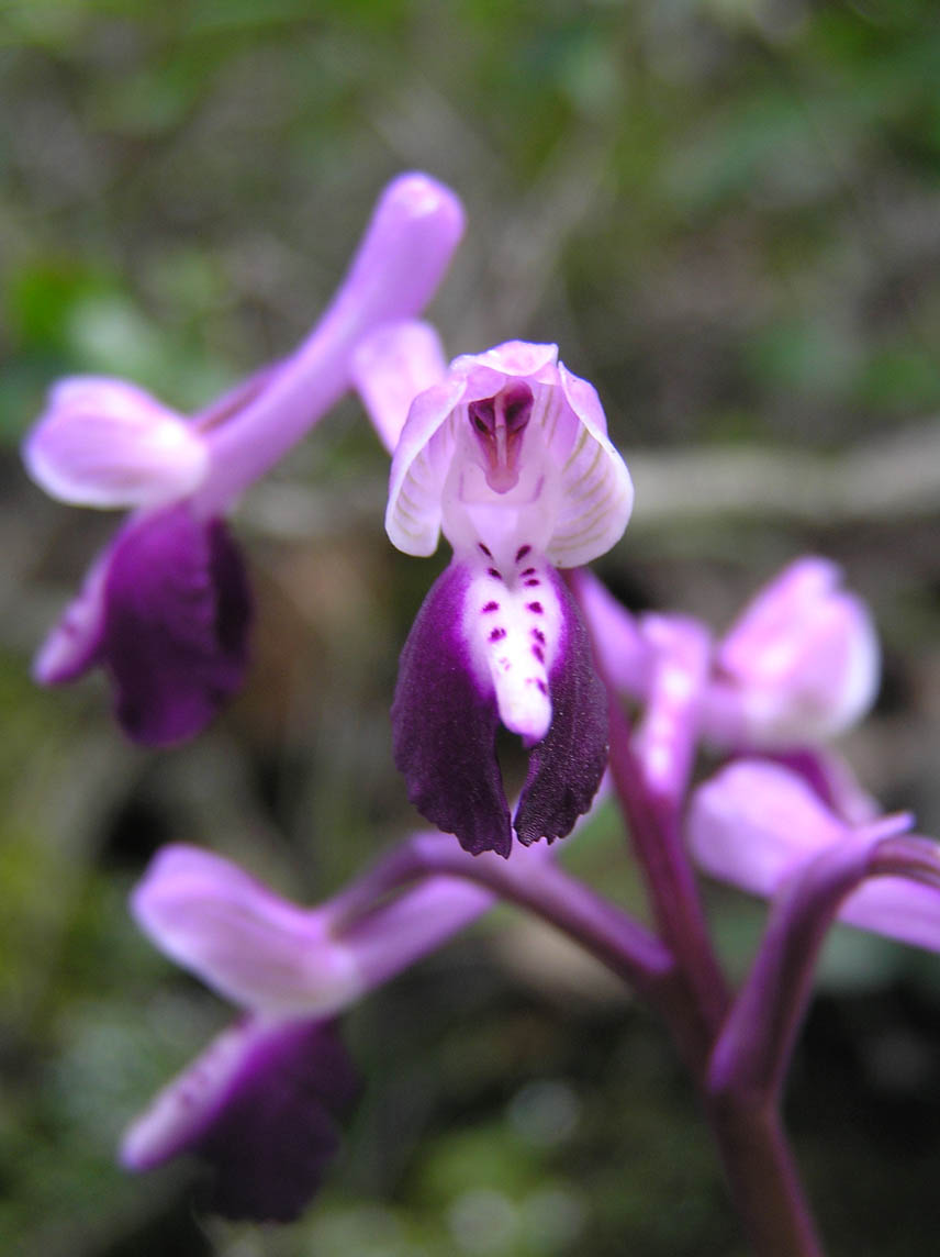 Anacamptis longicornu / Orchide cornuta